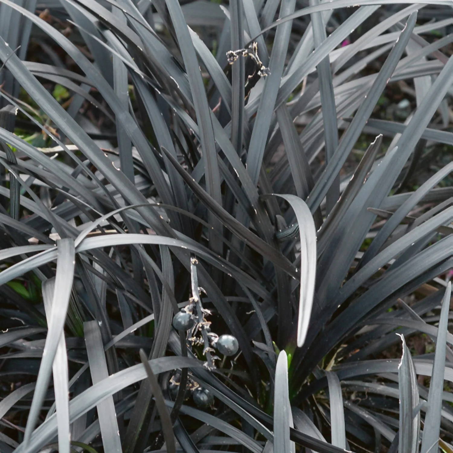 Grass Ophiopogon Nigrescens 10.5cm