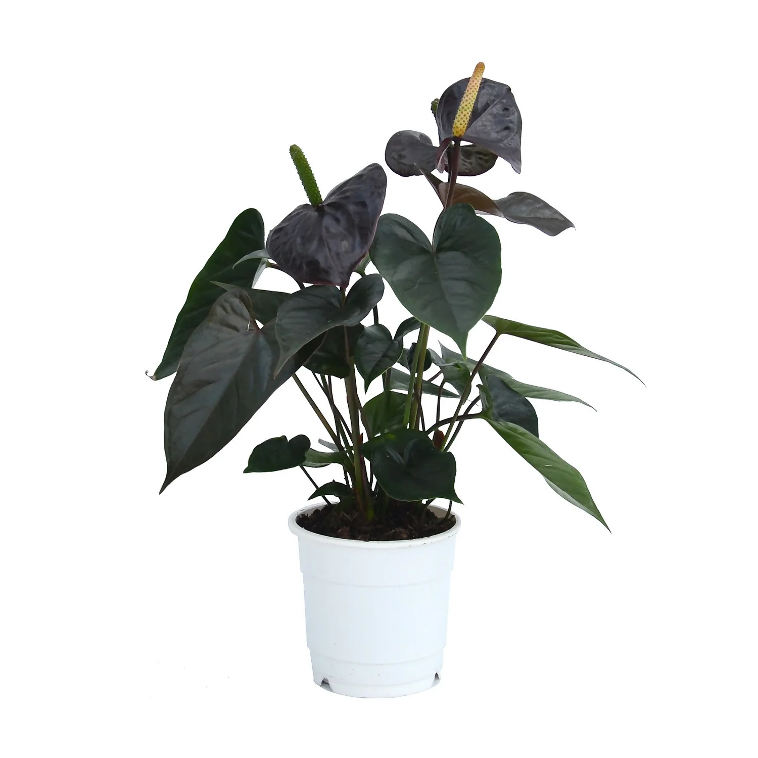 Anthurium - 12cm - Image 5