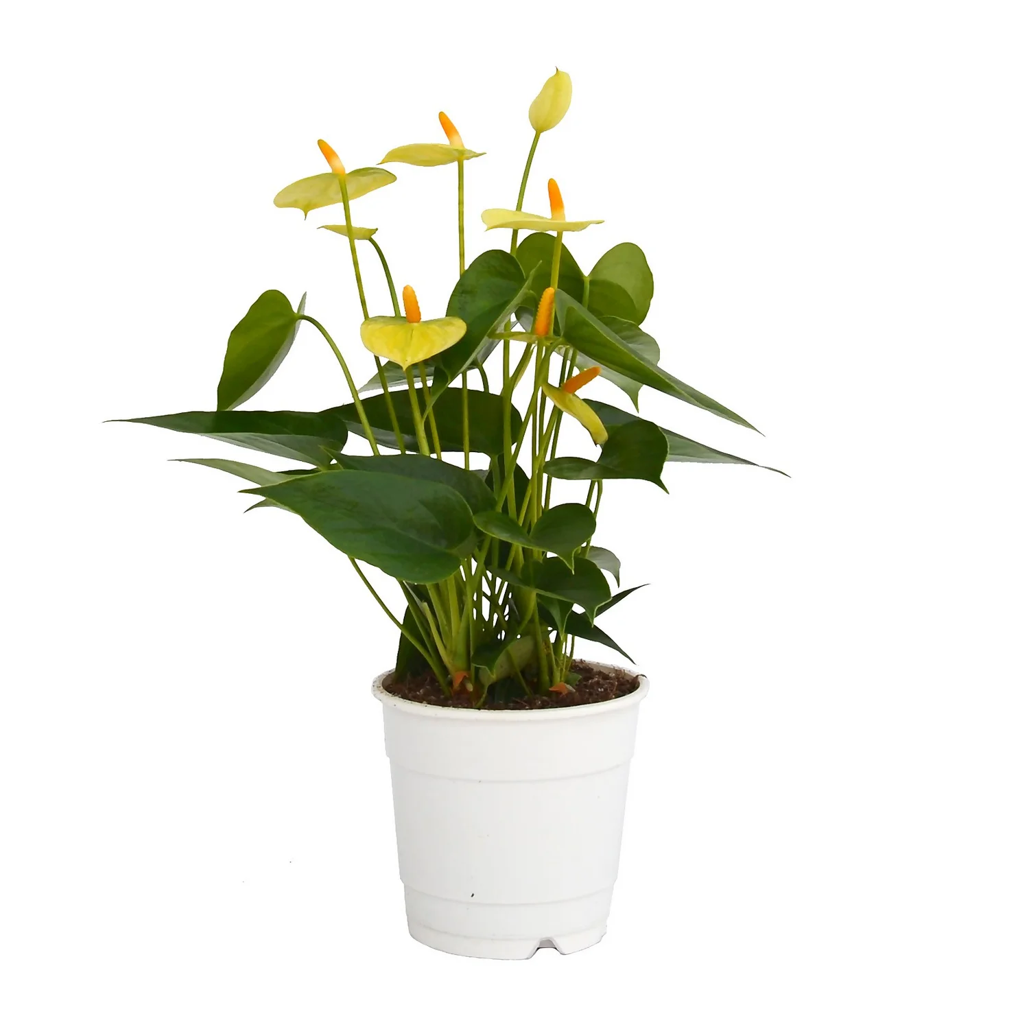 Anthurium - 12cm - Image 3