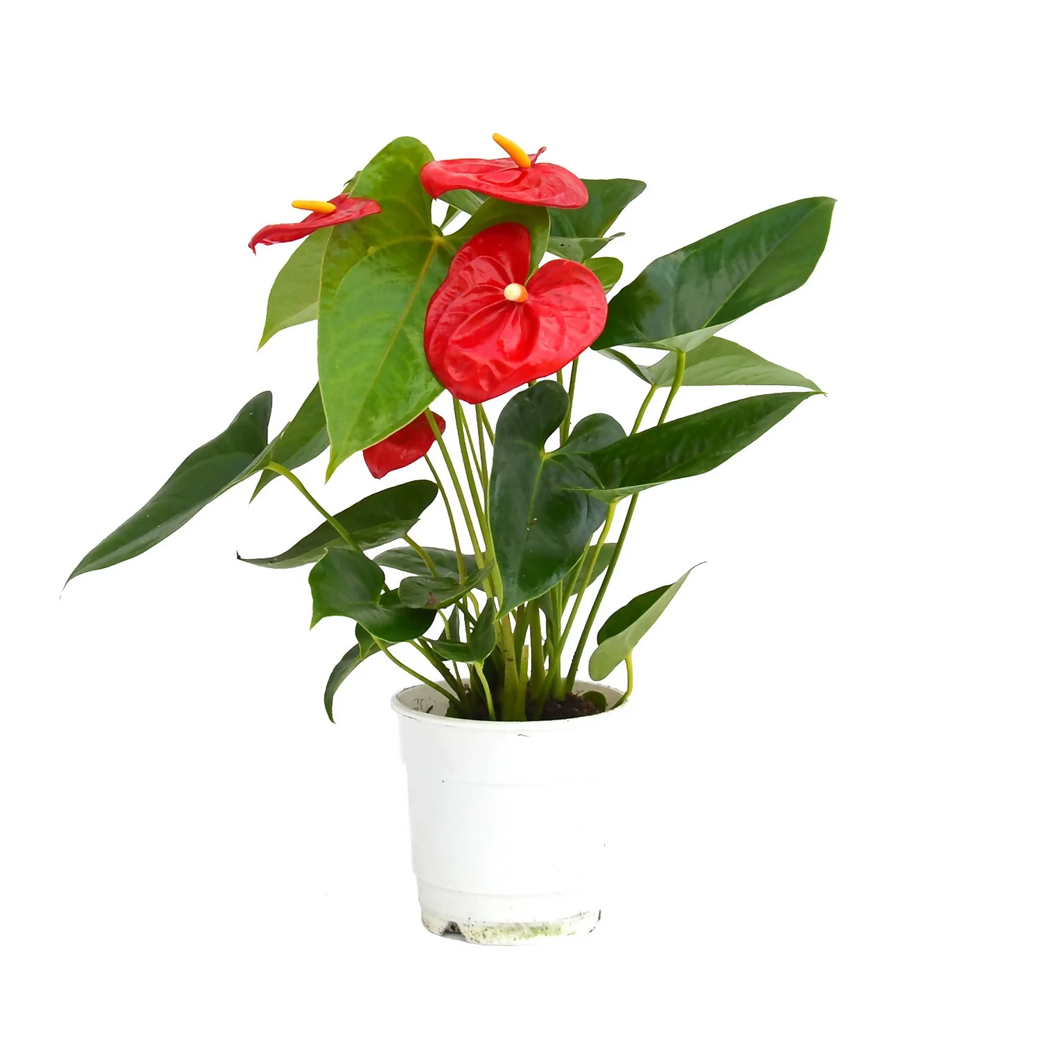 Anthurium - 12cm - Image 4