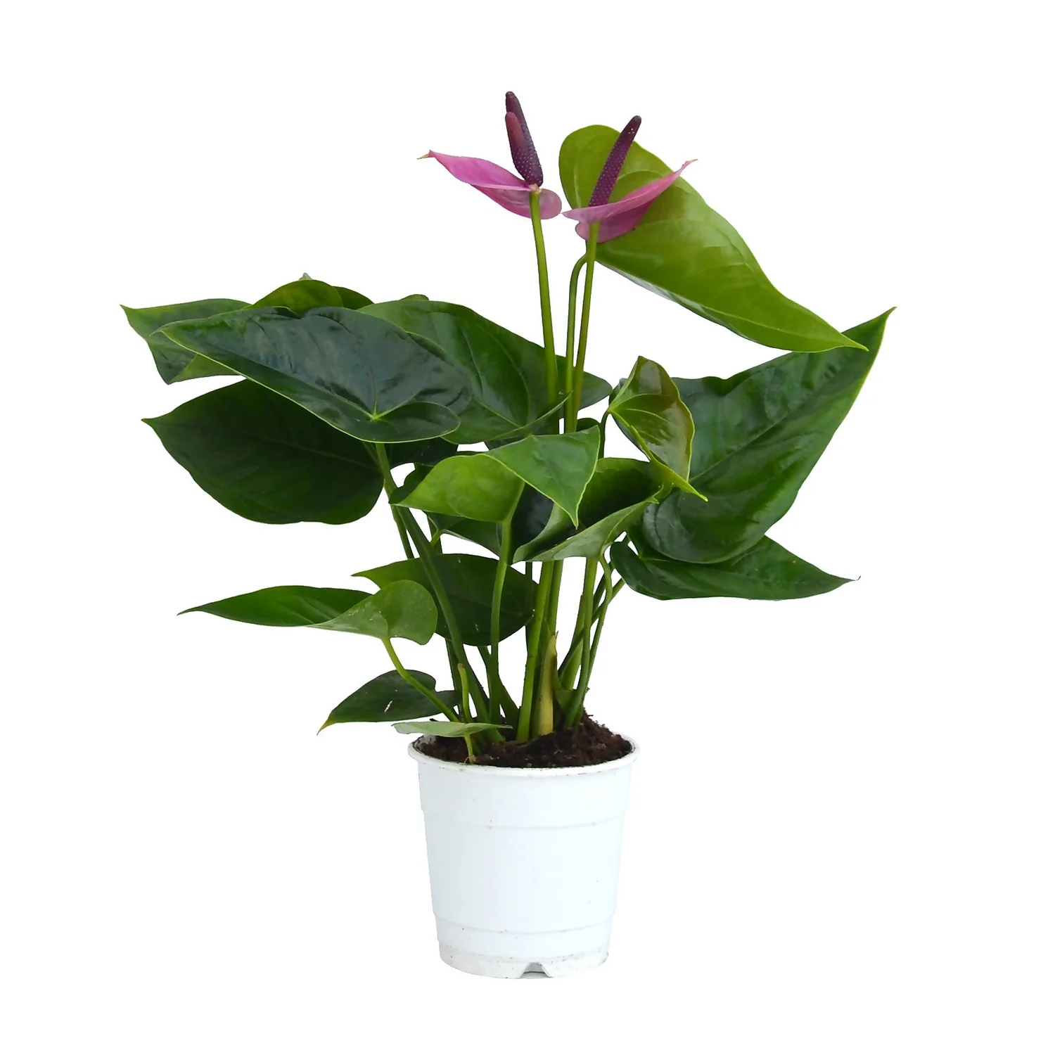 Anthurium - 12cm - Image 2