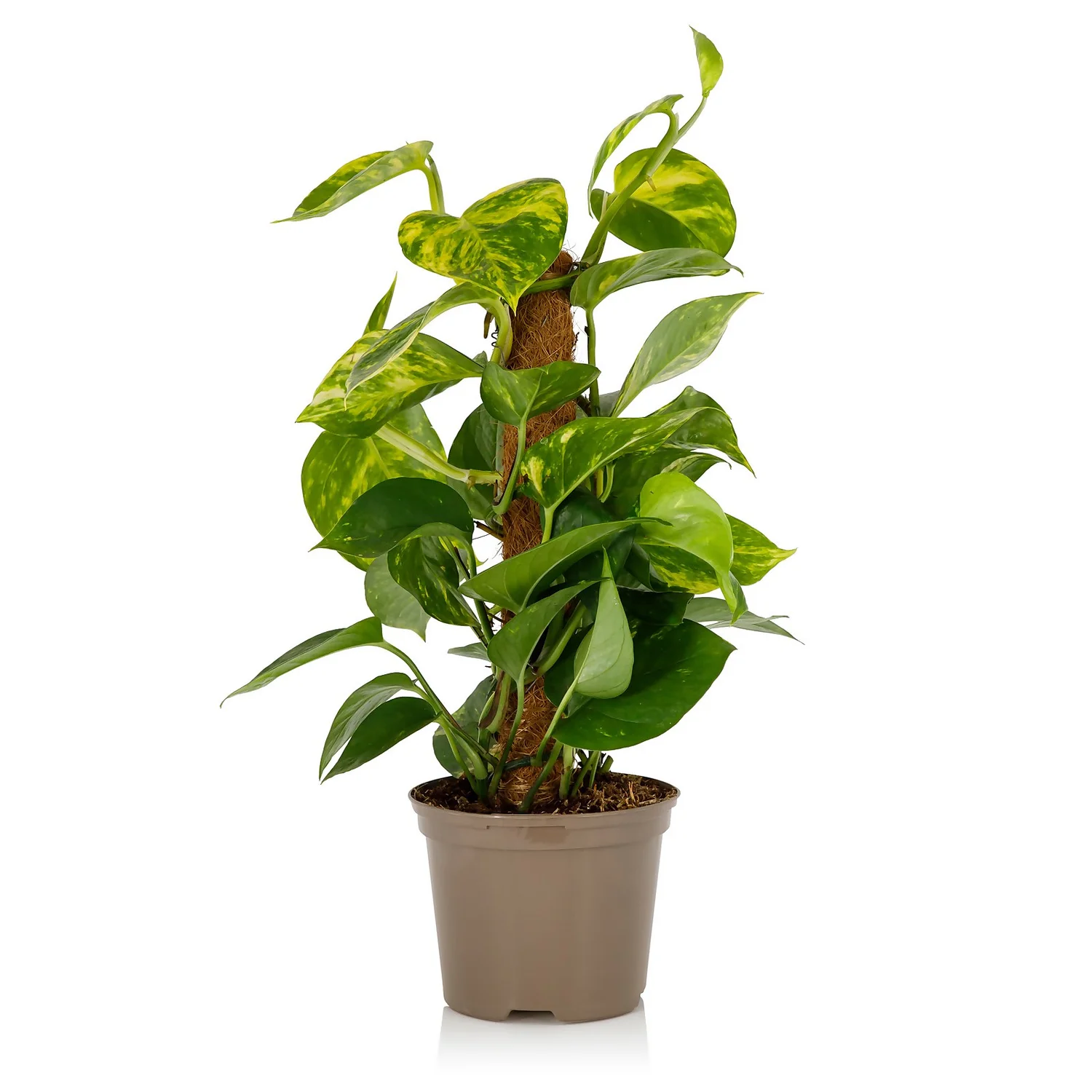 Scindapsus Moss Pole Scindapsus - 17cm - Image 2