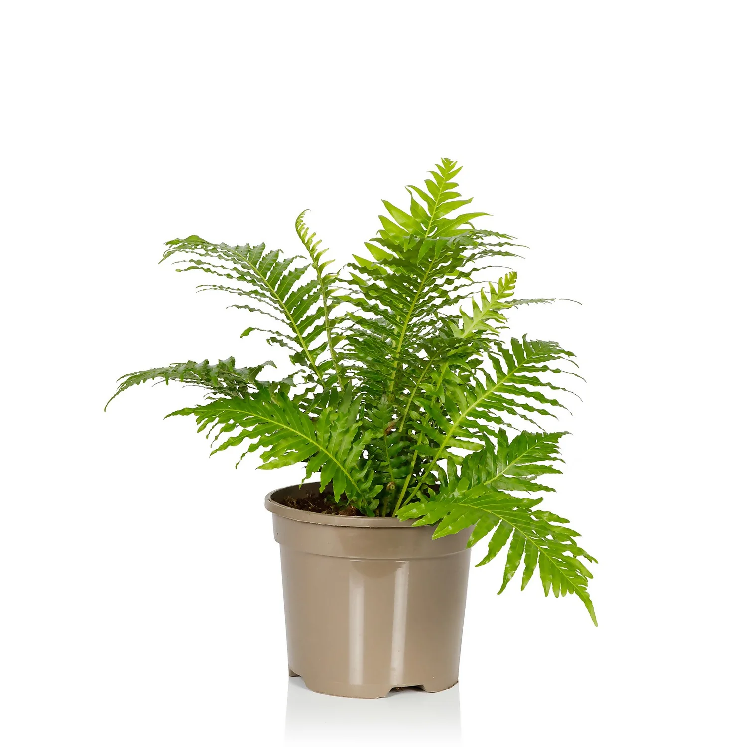 Fern Mix - 17cm - Image 2