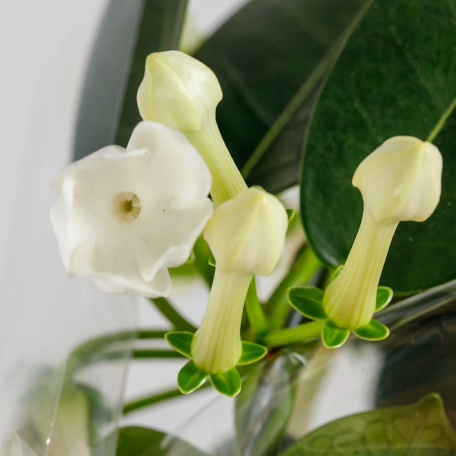 Gift Wrapped Stephanotis - 12cm - Image 3