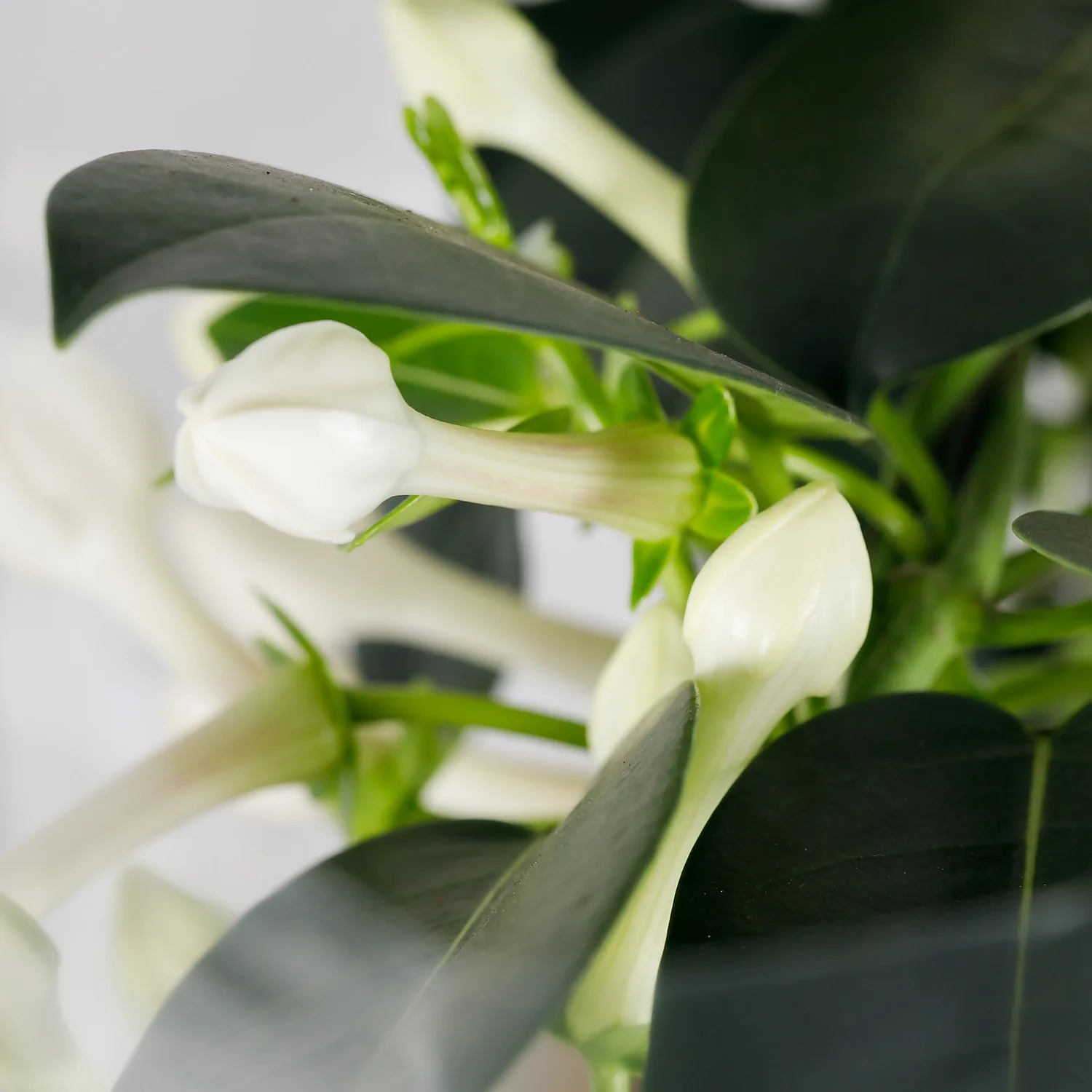 Gift Wrapped Stephanotis - 12cm - Image 2