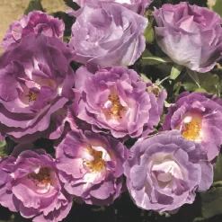Rose Shrub Purple Mix 4.5L