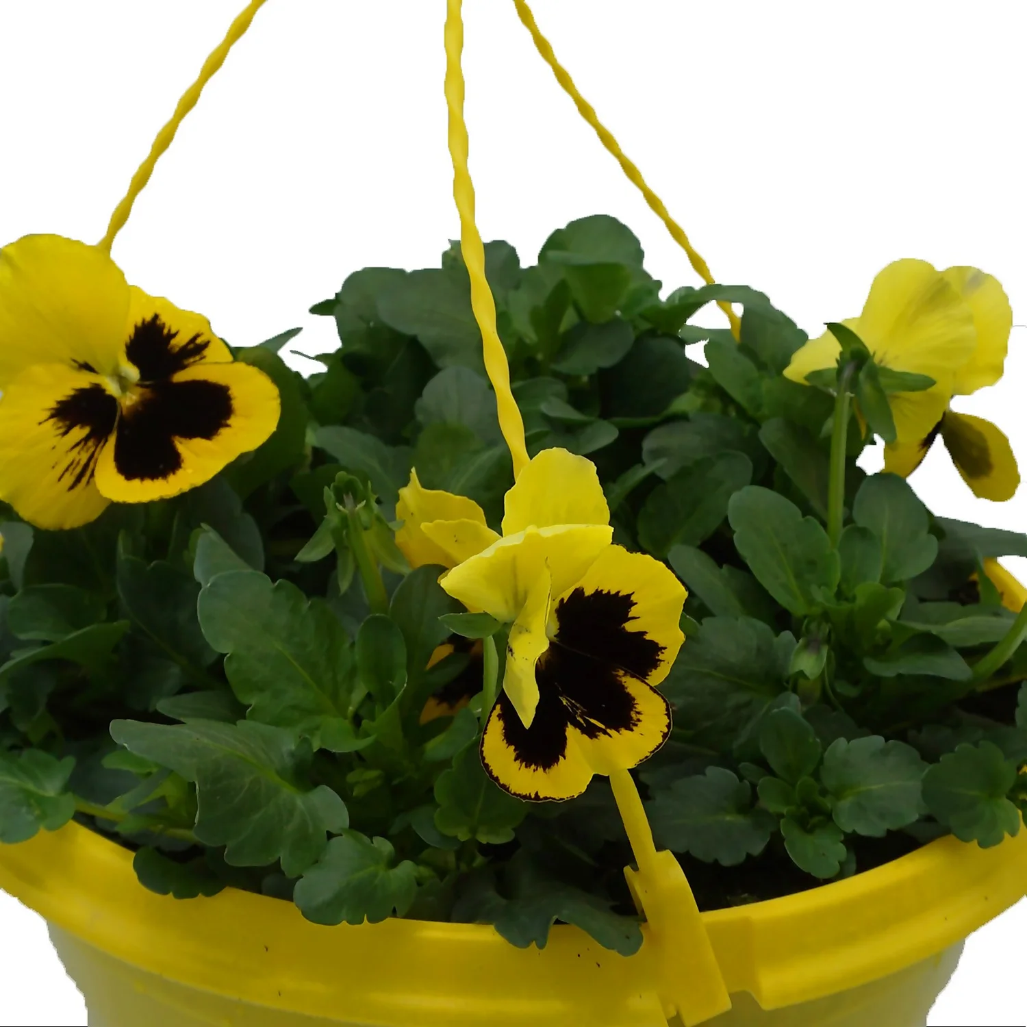 Spring Pansy/Viola Coloured Hang Pot 25cm - Image 6