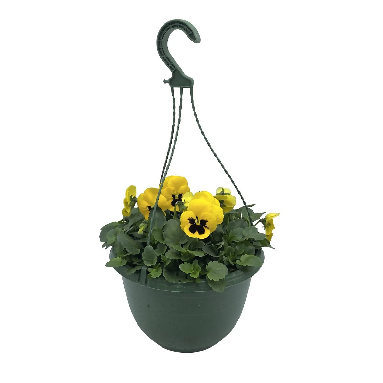 Spring Pansy/Viola Coloured Hang Pot 25cm - Image 2