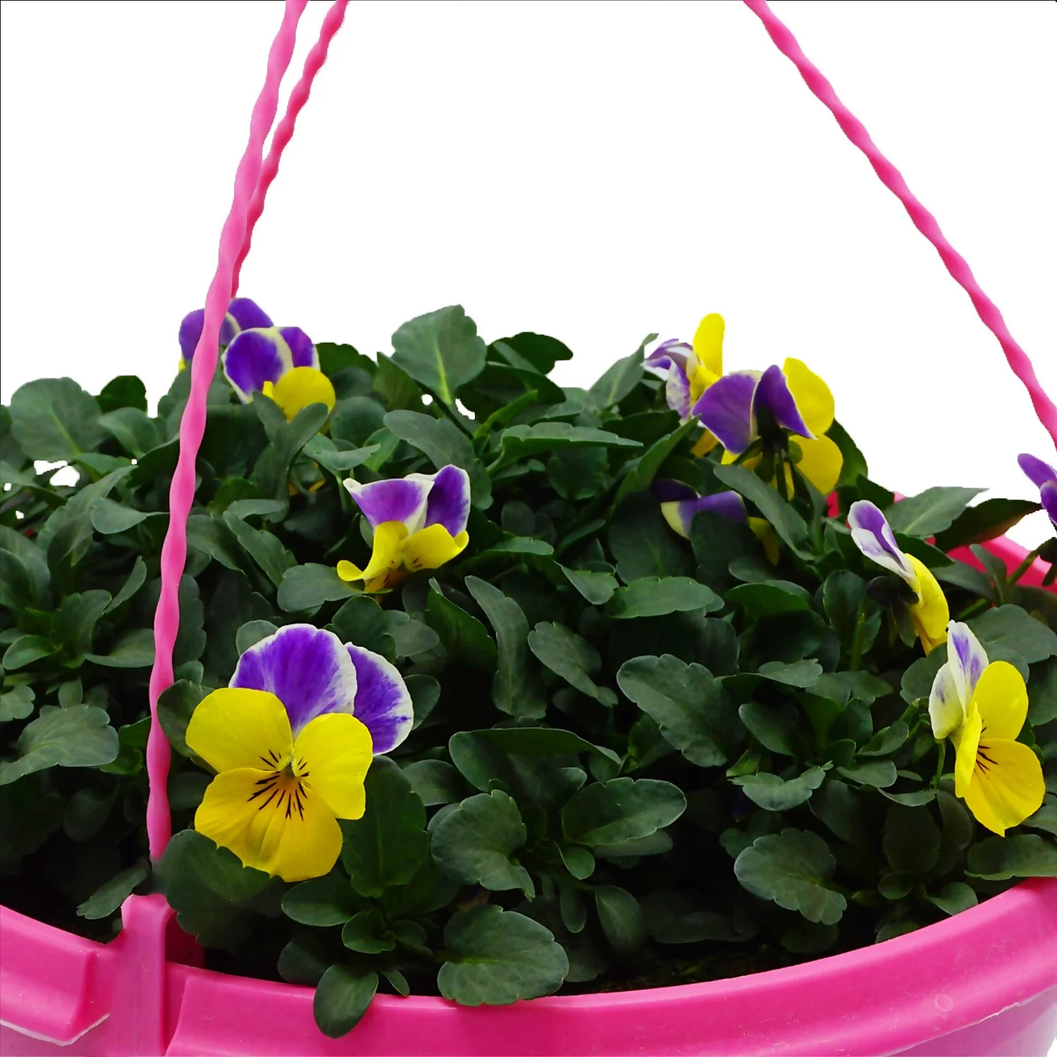 Spring Pansy/Viola Coloured Hang Pot 25cm - Image 3
