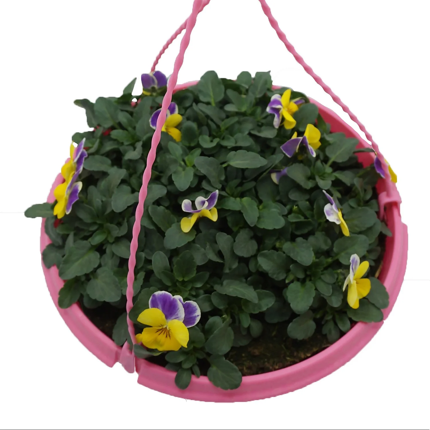 Spring Pansy/Viola Coloured Hang Pot 25cm - Image 7
