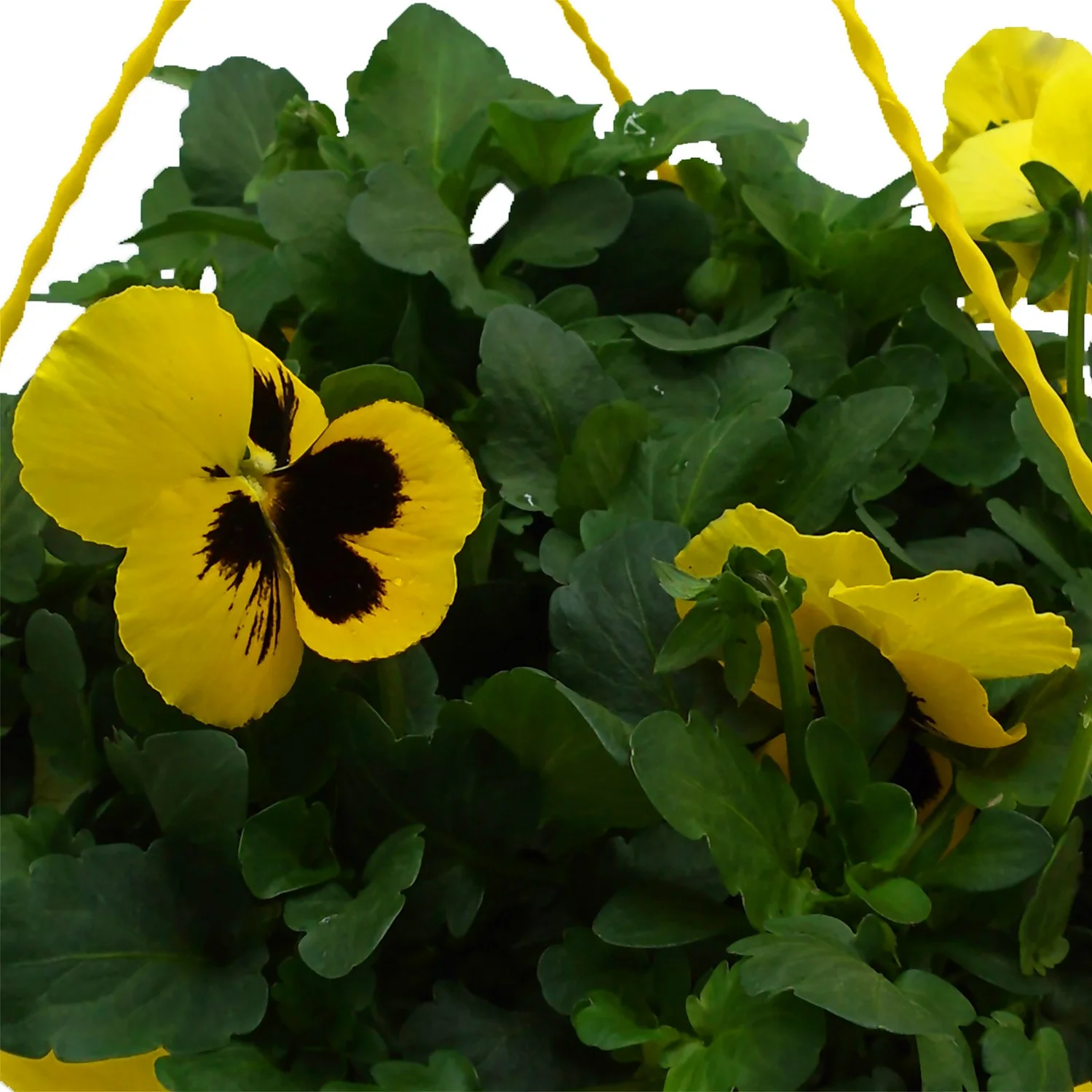 Spring Pansy/Viola Coloured Hang Pot 25cm - Image 4