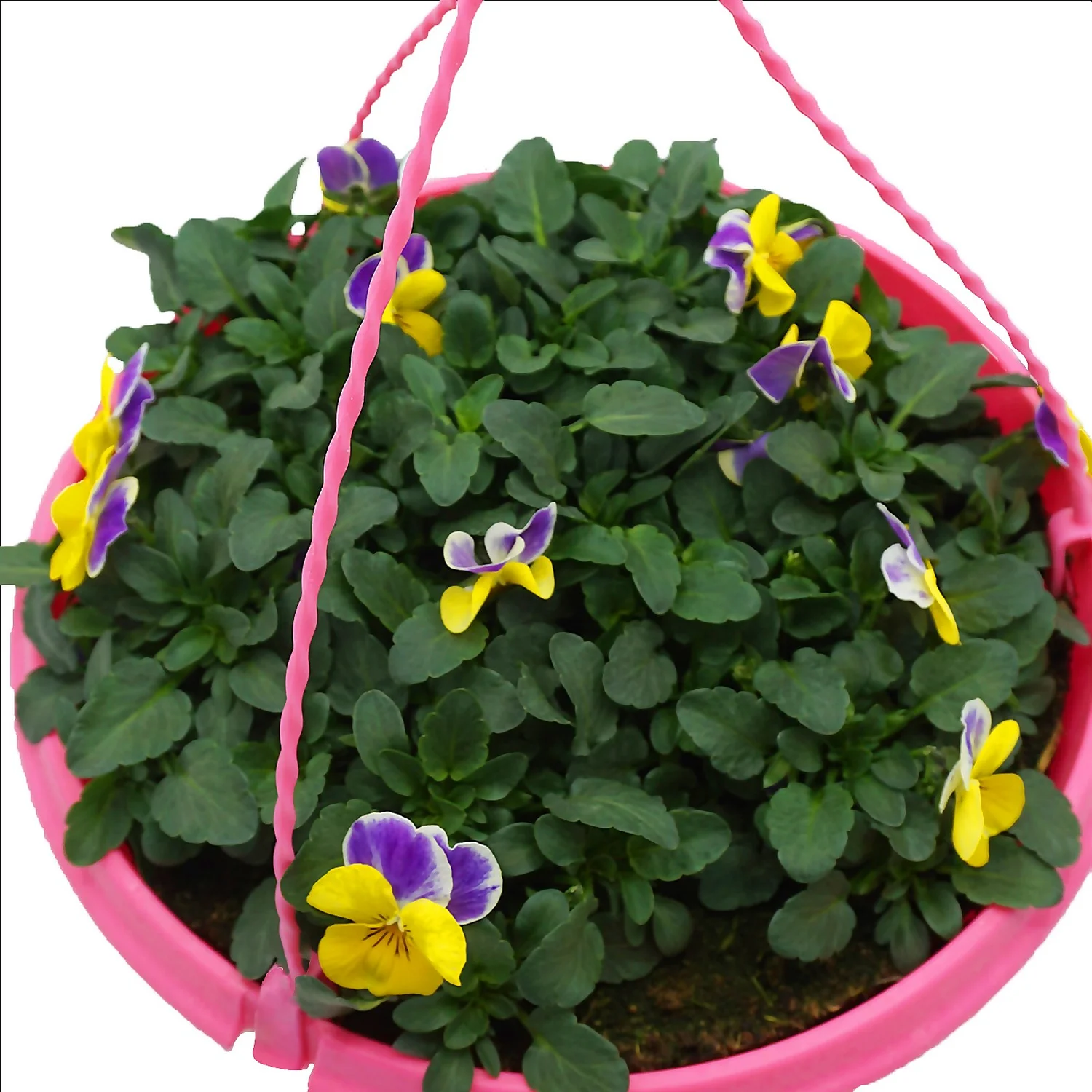 Spring Pansy/Viola Coloured Hang Pot 25cm - Image 5