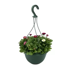 Spring Bellis Coloured Hanging Pot - 25cm