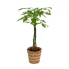 None Pachira Aquatica (Money Tree) Houseplant In Basket - 21cm