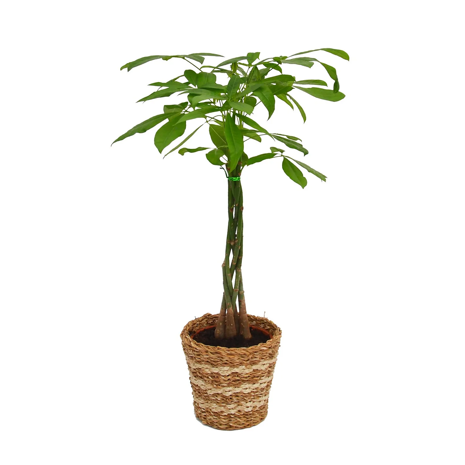 None Pachira Aquatica (Money Tree) Houseplant In Basket - 21cm
