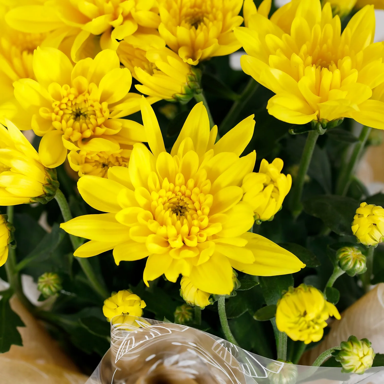 Gift Wrapped Chrysanthemum - 12cm - Image 2